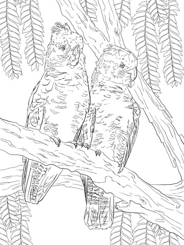 Gang Gang Cockatoos Coloring Page